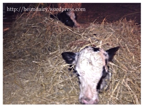 Newborn twin calves
